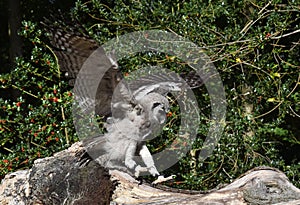 African Verreaux eagle owl