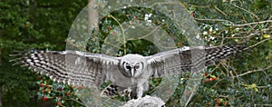 African Verreaux eagle owl