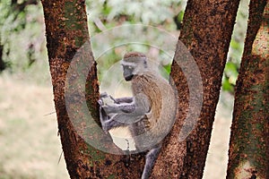 African Vervet monkey eating on trunk in Masai Mara Reservation