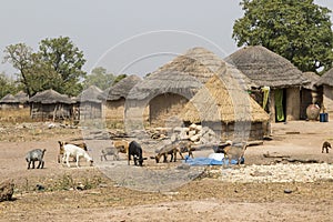 African village in ghana