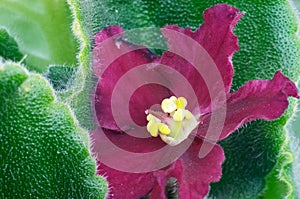 African violet