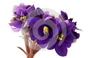 African violet