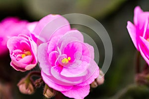 African violet