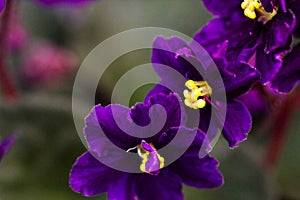 African violet