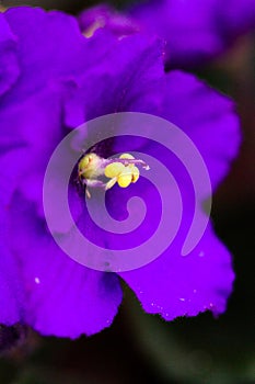 African violet