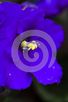 African violet