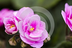 African violet