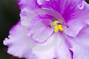 African violet