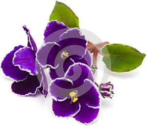 African violet