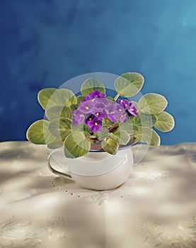 African Violet