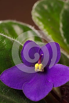 African Violet