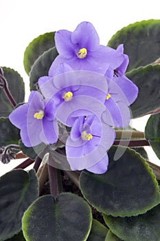 African Violet