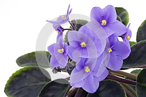 African Violet