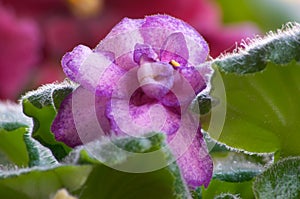 African violet #6