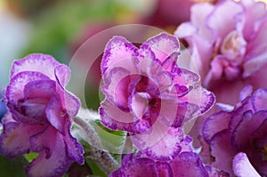 African violet #9 photo