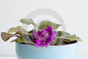 African violet in blue pot