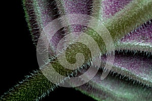 African Violet Detail photo