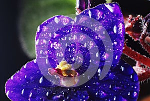 African Violet with droplets