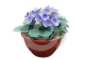 African violet flower in brown pot isolated on white photo