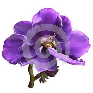 African violet flower, mesh illustration