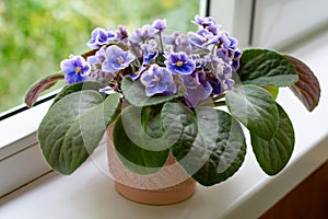 African violet flower saintpaulia in bloom on windowsill home. Little