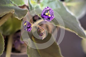 African violet flowering plant