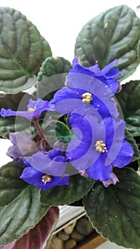 African Violet