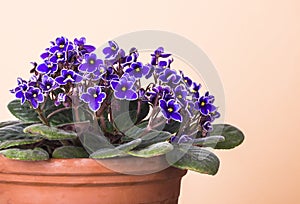 African violet photo