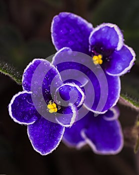 African violet