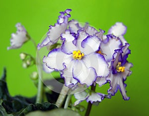 The African violet on a green background, Saintpaulia.