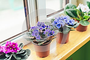 African violet. Home mini potted plants on the windowsill. Flowering saintpaulias. Selective focus