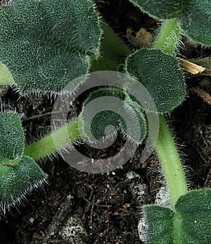 African Violet Leaves