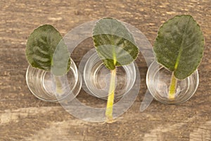 African violet leaves in water. African violet propagation Concept