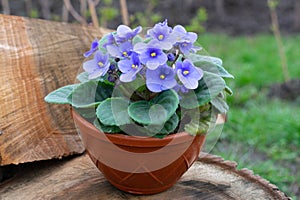 Parma violet, potted flower in the garden, flower decoration concept, plant care photo