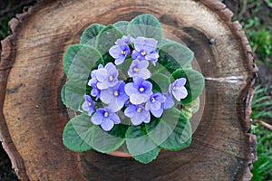 African violet, Parma violet, potted flower on wooden trunk in the garden photo