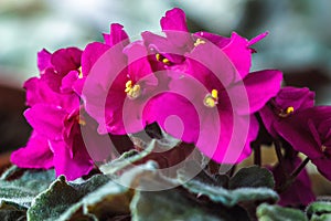 African violet (pink saintpaulia ionantha) houseplant closeup.