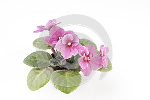 African violet plants over white background