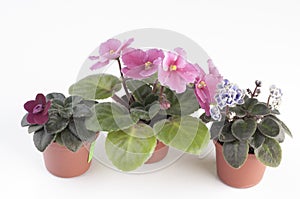 African violet plants over white background