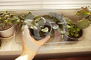African Violet Plants by window at home garden,hand holding pot with new sprouts
