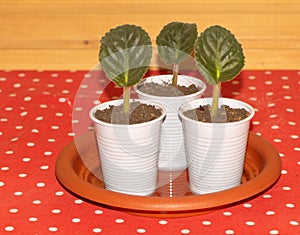 African violet propagation Concept. Growing african violets by leaf
