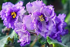 African violet (purple saintpaulia ionantha) one of the world's most popular houseplants.