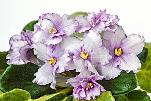 African violet purple saintpaulia ionantha one of the world`s most popular houseplants, compact, low-growing plants flower sever