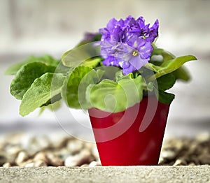 African violet in a red pot.
