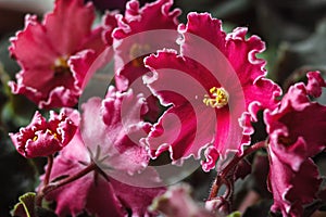 African violet (red saintpaulia ionantha) houseplant