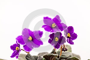 African violet Saint-paulia ionantha