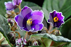 African violet (Saintpaulia)