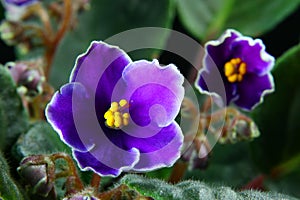 African violet (Saintpaulia)