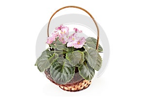 African Violet Saintpaulia