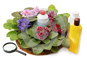 African violet saintpaulia chemical fertilizers, pesticides and