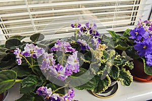 African violet, Saintpaulia flower on window sill